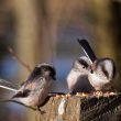 Mésanges à longue queue : rester ensemble pour passer l’hiver