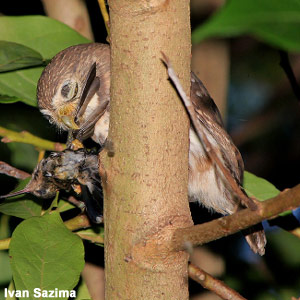 Une chevêchette capturant des colibris en vol au Brésil