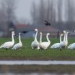 Les arrivées précoces de Cygnes de Bewick cet automne annoncent-elles un hiver froid ?