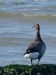 Bernache cravant | Branta bernicla | Brant Goose
