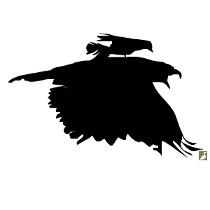 Un tyran sur le dos d’une buse !