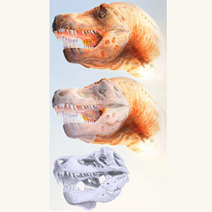 Des tyrannosaures morts d’une maladie aviaire