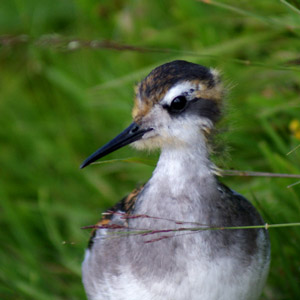 2015, année record pour la reproduction du Phalarope à bec étroit dans les îles britanniques