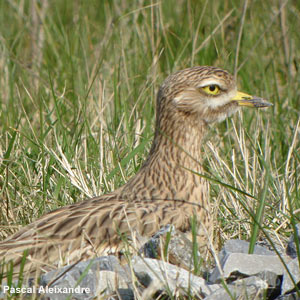 Pelouses calcaires de Champlitte : oedicnèmes et moutons