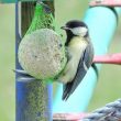 Installation d&rsquo;une nouvelle mangeoire : quelle espèce arrive la première ?
