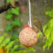 Séraphin « mon » rougegorge