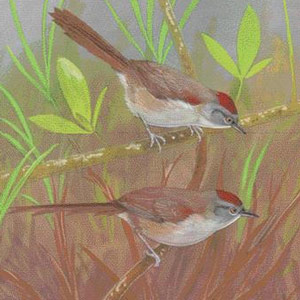 Description d’une nouvelle espèce de synallaxe au Venezuela