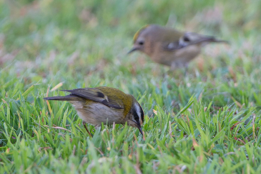Roitelet triple-bandeau et huppé