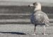 Goéland bourgmestre | Larus hyperboreus | Glaucous Gull