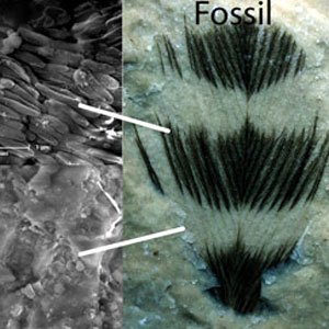 Découverte de traces de pigments sur des plumes fossilisées