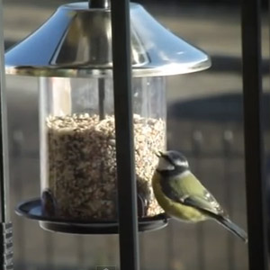 Mangeoire oiseau pour balcon : pourquoi c'est une bonne idée facile à  réaliser en famille ! On vous dit tout !