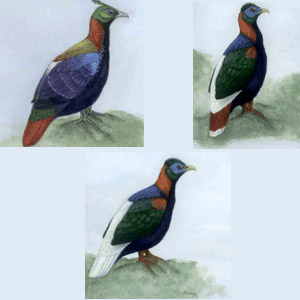 Découverte d’un nouveau lophophore en Inde