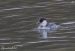 Harle piette | Mergellus albellus |  Smew