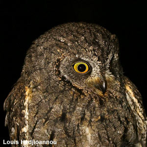 La sous-espèce chypriote du Petit-duc scops devrait être élevée au rang d’espèce