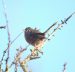 Fauvette pitchou | Sylvia undata | Dartford Warbler