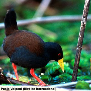 Premières photographies du Râle d’Olivier