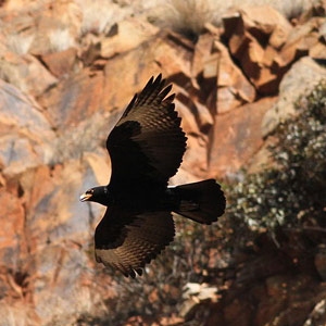 Une spectaculaire tentative de prédation d’un Aigle de Verreaux sur un jeune Vautour de Rüppell
