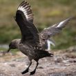 Première donnée d’un Labbe antarctique en Europe