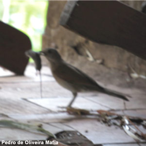Les merles peuvent chasser les petits rongeurs