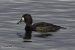 Fuligule milouinan | Aythya marila | Greater Scaup