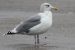 Goéland argenté | Larus argentatus | European Herring Gull