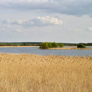 La réserve naturelle de Lachaussée (Meuse), bastion lorrain du Butor étoilé