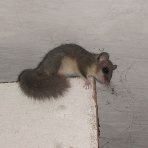 Des cas de prédation de Gobemouches noirs par des Loirs gris