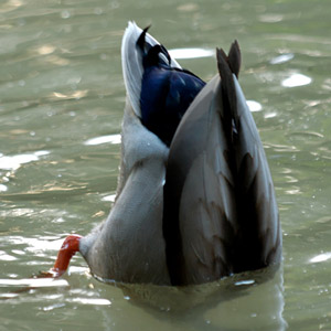 La régurgitation des canards, un mécanisme méconnu de dispersion des graines