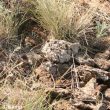 L’Alouette nègre rassemble du crottin près de son nid