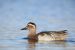 Sarcelle d&rsquo;été | Anas querquedula | Garganey
