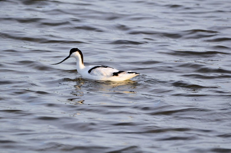 Avocette élégante