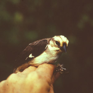 L’Atlapetes à tête blanche n’a pas disparu !