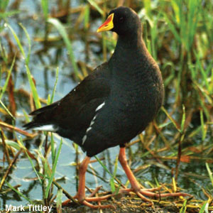 Proposition de création d&rsquo;un nouveau genre d&rsquo;oiseaux, Paragallinula