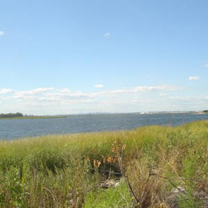 Des marais à New York : le Jamaica Bay Wildlife Refuge
