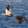 750 Eiders de Steller comptés dans un seul site d&rsquo;hivernage estonien le 9 janvier 2015