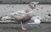 Goéland bourgmestre | Larus hyperboreus | Glaucous Gull