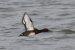 Fuligule nyroca | Aythya nyroca | Ferruginous Duck