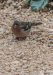 Pinson des arbres | Fringilla coelebs | Common Chaffinch