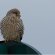 Faucon crécerelle, la vigie du bord des routes