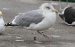Goéland argenté | Larus argentatus | European Herring Gull