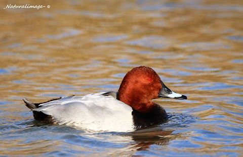 Fuligule milouin mâle