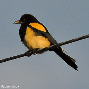 Deux Pies bavardes au plumage jaune et noir observées en Norvège