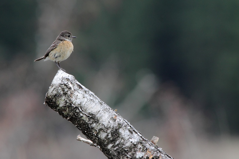 Tarier pâtre femelle