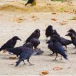 L’impact des corvidés sur les populations d&rsquo;oiseaux serait globalement limité