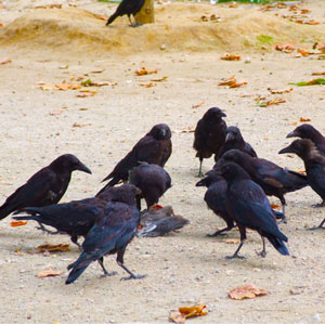 L’impact des corvidés sur les populations d’oiseaux serait globalement limité