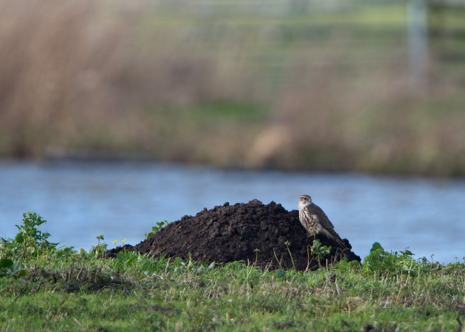 Faucon émerillon en Zélande