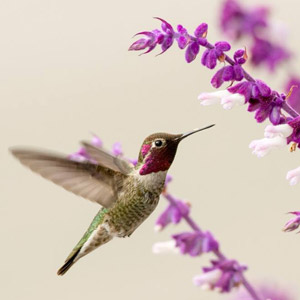 La charge électrique naturelle des colibris pourrait favoriser la pollinisation