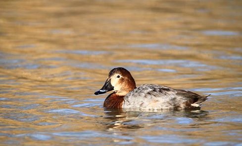Fuligule milouin femelle