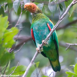 Le Caïque chauve, une nouvelle espèce de perroquet