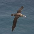La découverte d’une nouvelle espèce d’Albatros sur l’île d’Amsterdam
